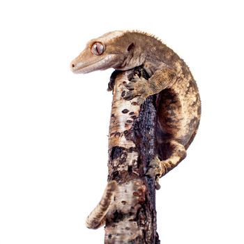 New Caledonian crested gecko, Rhacodactylus ciliatus, isolated on white