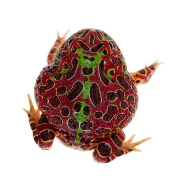 The Argentine horned froglet, Ceratophrys ornata, isolated on white background