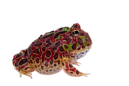 The Argentine horned froglet, Ceratophrys ornata, isolated on white background