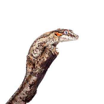 The gargoyle or New Caledonian bumpy gecko, Rhacodactylus auriculatus isolated on white