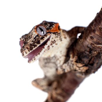 The gargoyle or New Caledonian bumpy gecko, Rhacodactylus auriculatus isolated on white