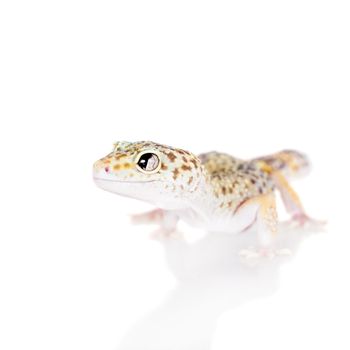 Tangerine Tremper Leopard Gecko on a white background