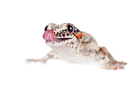 The gargoyle or New Caledonian bumpy gecko, Rhacodactylus auriculatus isolated on white