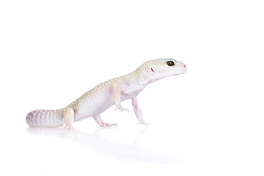 Tangerine Tremper Leopard Gecko on a white background