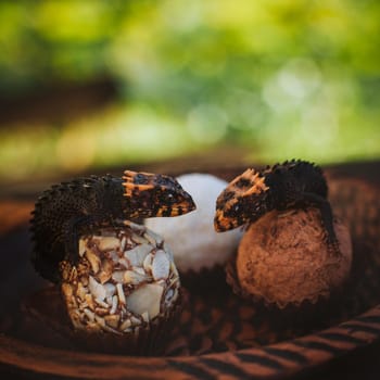 Red-eyed crocodile skinks, tribolonotus gracilis, in the garden on truffle candies