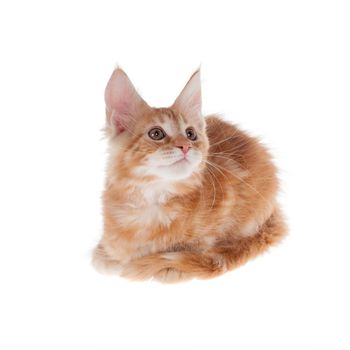 Red Maine Coon cat isolated on white background