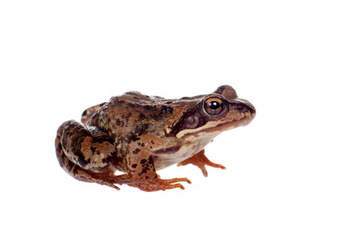 Common brown frog, rana temporaria, looking up at camera on white background with clipping path