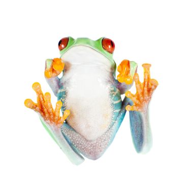 red eyed tree frog isolated on white. Agalychnis callidrias a tropical amphibian from the rain forest of Costa Rica and Panama. Beautiful jungle animal.