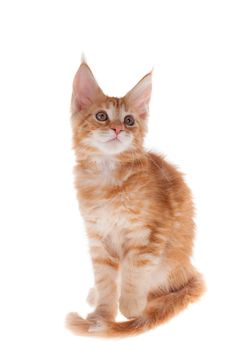 Red Maine Coon cat isolated on white background