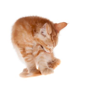 Red Maine Coon cat isolated on white background