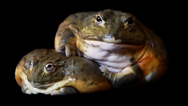 Couple of African bullfrogs, male and female, Pyxicephalus adspersus, sitting on black background