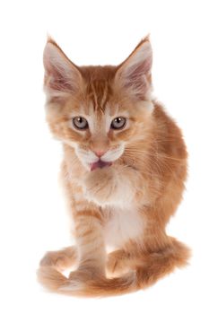 Red Maine Coon cat isolated on white background