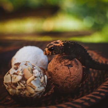 Red-eyed crocodile skinks, tribolonotus gracilis, in the garden on truffle candies