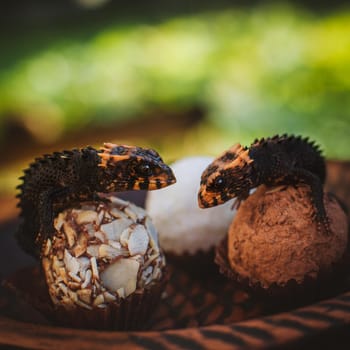 Red-eyed crocodile skinks, tribolonotus gracilis, in the garden on truffle candies