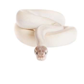 Royal Python, or Ball Python, python regius isolated on white