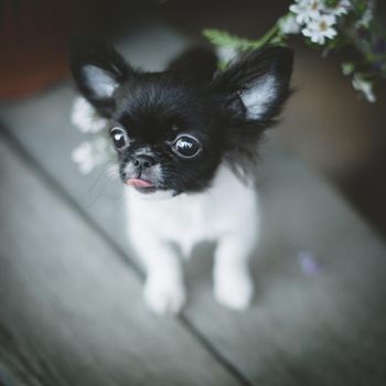 Pretty Chihuahua puppy, 2 months old with flowers