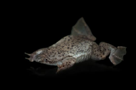 Parva's Venezuela toad, Pipa parva, isolated on white background