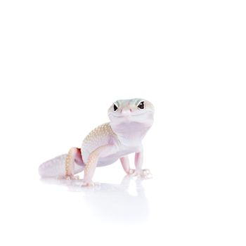 Tangerine Tremper Leopard Gecko on a white background