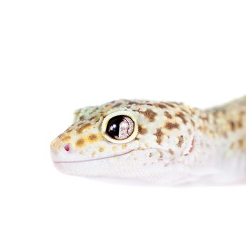 Tangerine Tremper Leopard Gecko on a white background