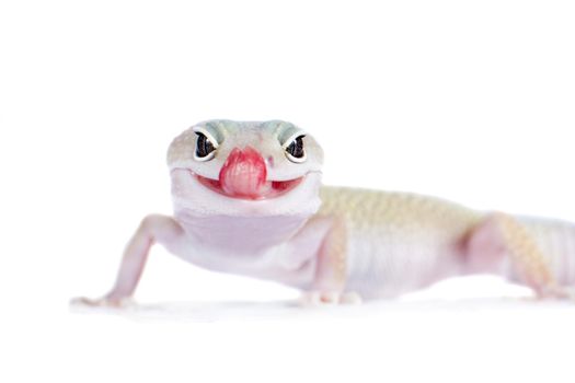 Tangerine Tremper Leopard Gecko on a white background