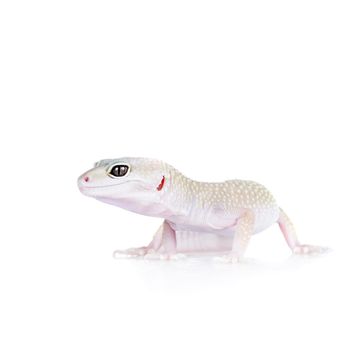 Tangerine Tremper Leopard Gecko on a white background