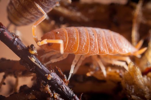 An orange woodlouse, porcellio pruinosus, photohraphed in captivity