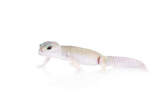 Tangerine Tremper Leopard Gecko on a white background