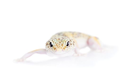 Tangerine Tremper Leopard Gecko on a white background