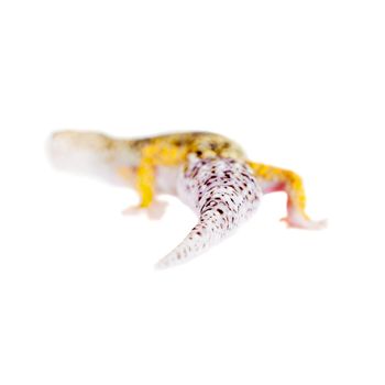 Tangerine Tremper Leopard Gecko on a white background