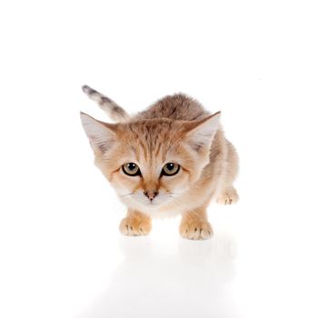 Sand cat, Felis margarita, isolated on white background