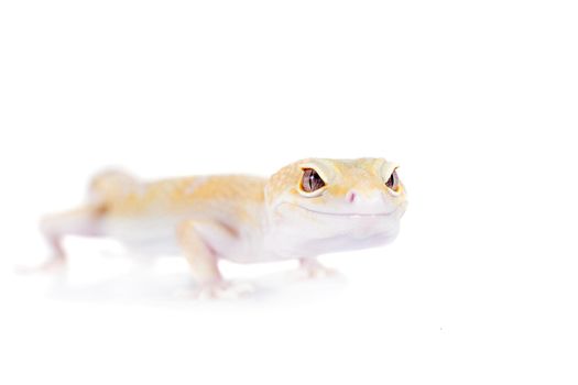 Tangerine Tremper Leopard Gecko on a white background