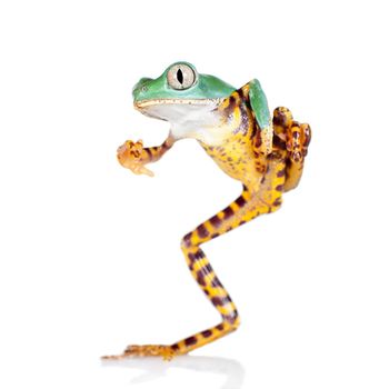 Barred leaf frog, Phyllomedusa tomopterna, isolated on white background