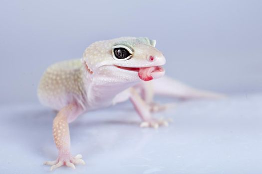 Tangerine Tremper Leopard Gecko on a white background