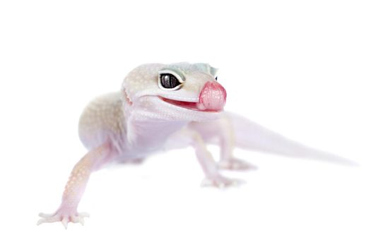 Tangerine Tremper Leopard Gecko on a white background