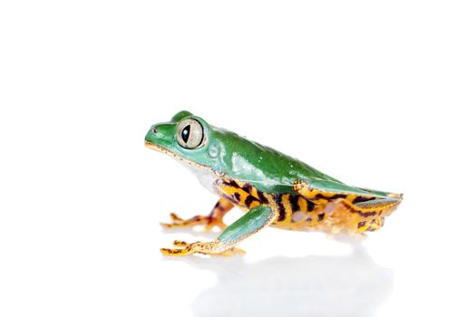 Barred leaf frog, Phyllomedusa tomopterna, isolated on white background