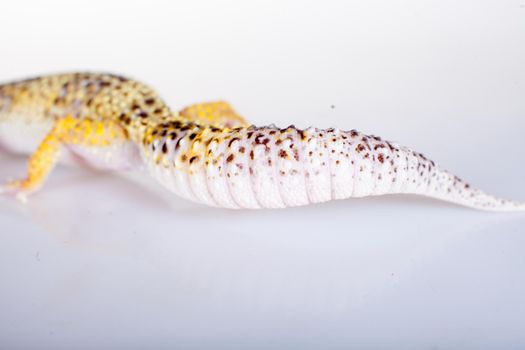 Tangerine Tremper Leopard Gecko on a white background