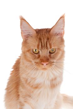 Red Maine Coon cat isolated on white background