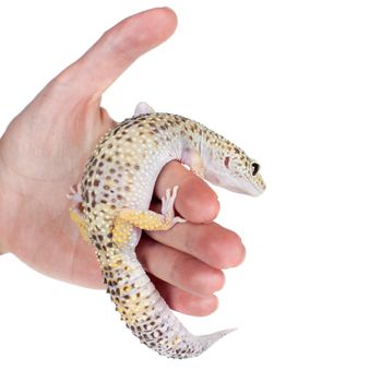 Tangerine Tremper Leopard Gecko on a white background