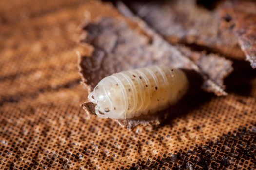 A white spotted Armaddilium vulgara woodlouse photohraphed on leaves