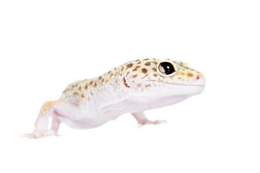 Tangerine Tremper Leopard Gecko on a white background