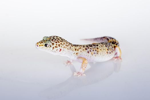 Tangerine Tremper Leopard Gecko on a white background