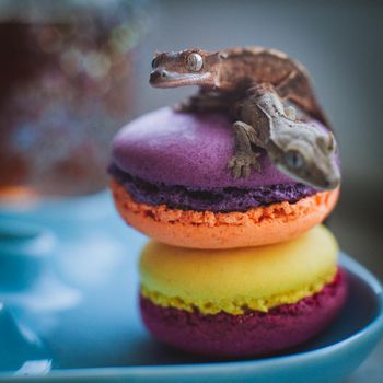 New Caledonian crested gecko, Rhacodactylus ciliatus, on macaroon desserts