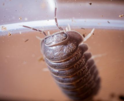 A gray woodlouse, Cubaris murina, photohraphed in captivity