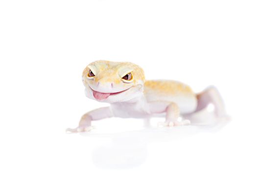 Tangerine Tremper Leopard Gecko on a white background