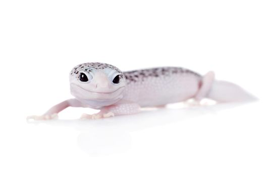 Tangerine Tremper Leopard Gecko on a white background