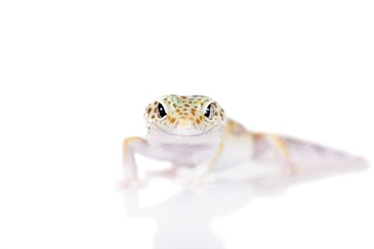 Tangerine Tremper Leopard Gecko on a white background