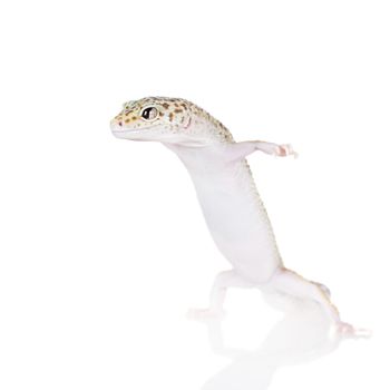 Tangerine Tremper Leopard Gecko on a white background