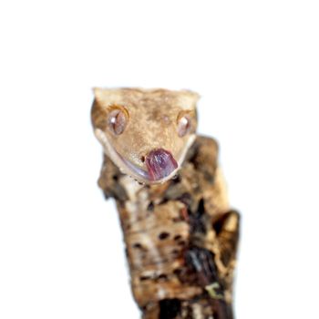 New Caledonian crested gecko, Rhacodactylus ciliatus, isolated on white