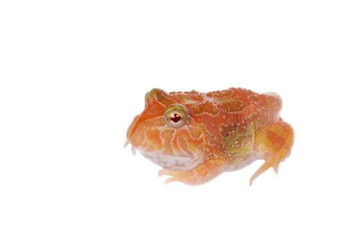 The chachoan horned frog, Ceratophrys cranwelli, isolated on white background