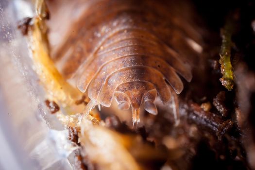 A brown spotted woodlouse Trachelipus mostarensis